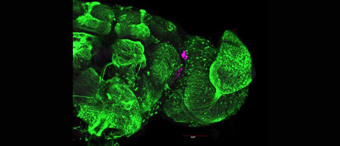 Confocal%20laser%20scanning%20microscopy%20image%3A%20half%20fruit%20fly%20brain